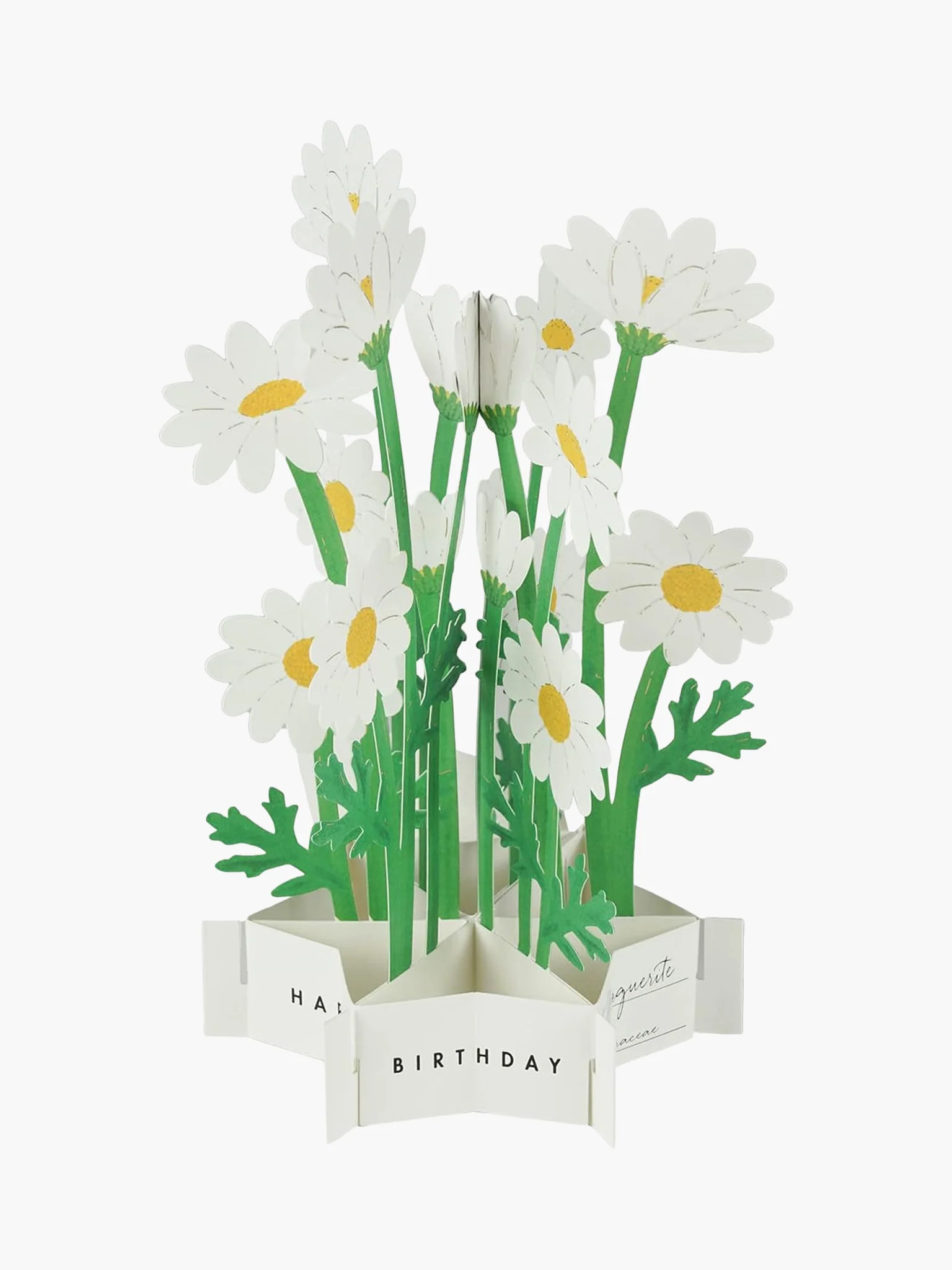 Birthday Blooming Pop-Up Card - Marguerite Daisy